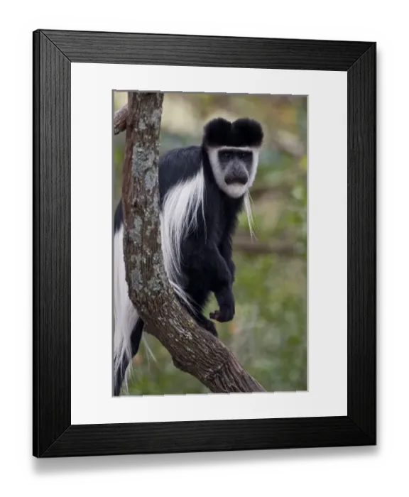 Framed Print : Africa, Kenya Framed Print : Africa, Kenya