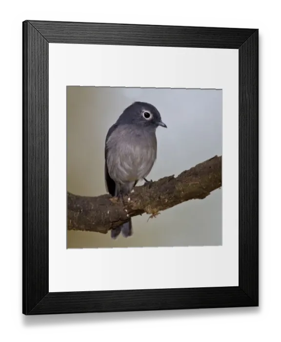 Framed Print : Africa, Kenya Framed Print : Africa, Kenya