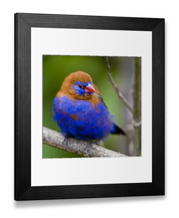 Framed Print : Africa. Kenya. Purple Grenadier male at Lake Naivasha Framed Print : Africa. Kenya. Purple Grenadier male at Lake Naivasha