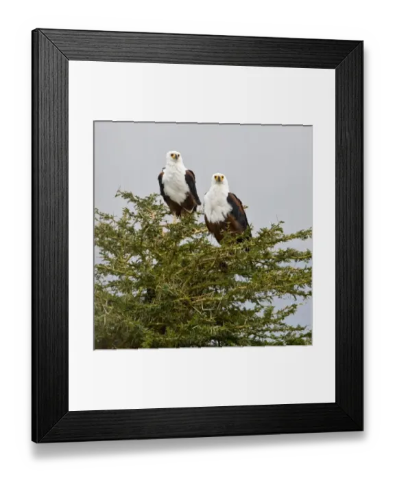 Framed Print : Africa, Kenya