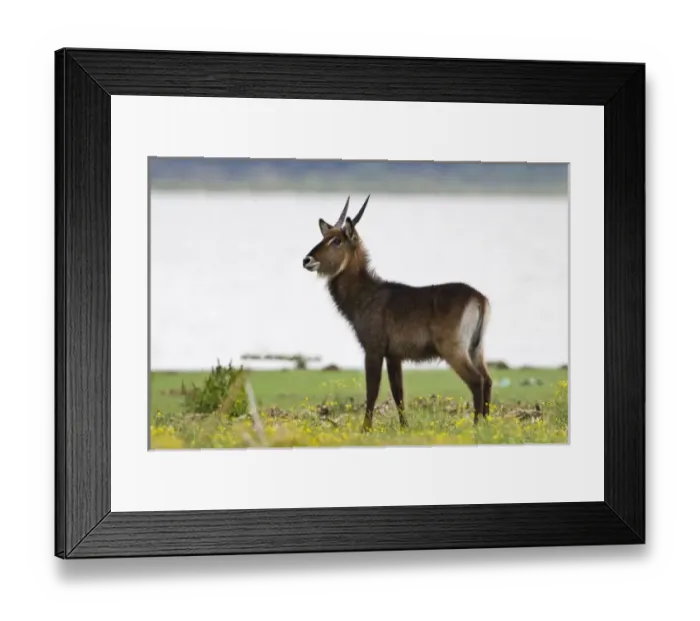 Framed Print : Africa. Kenya. Defassa Waterbuck at Lake Naivasha