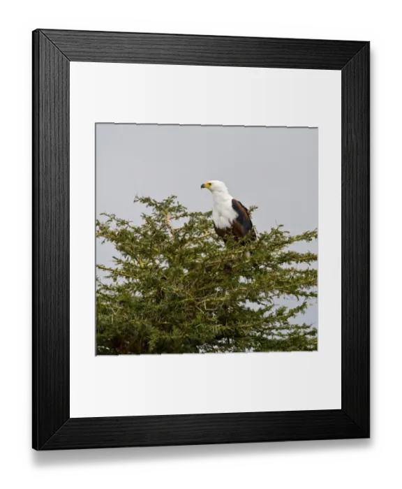 Framed Print : Africa, Kenya Framed Print : Africa, Kenya