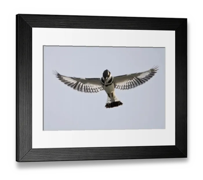 Framed Print : Africa. Kenya. Pied Kingfisher at Lake Naivasha