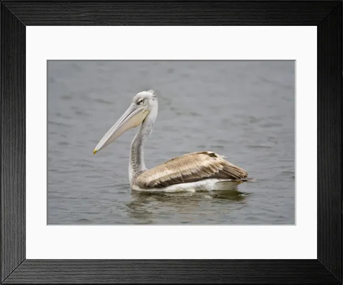 Framed Print : Africa. Kenya. Pink-backed Pelican at Lake Naivasha Framed Print : Africa. Kenya. Pink-backed Pelican at Lake Naivasha
