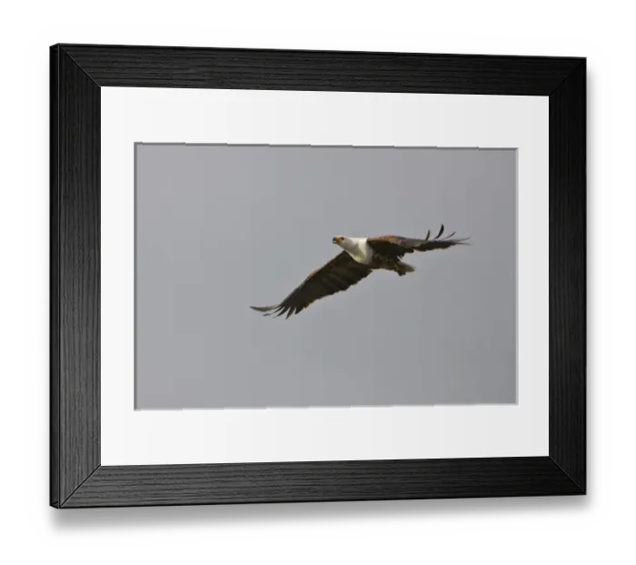 Framed Print : Sandhill cranes (Grus canadensis), Platte river, Nebraska Framed Print : Sandhill cranes (Grus canadensis), Platte river, Nebraska