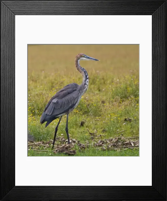 Framed Print : Africa, Kenya Framed Print : Africa, Kenya
