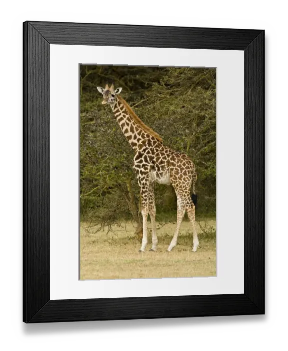 Framed Print : Africa, Kenya Framed Print : Africa, Kenya