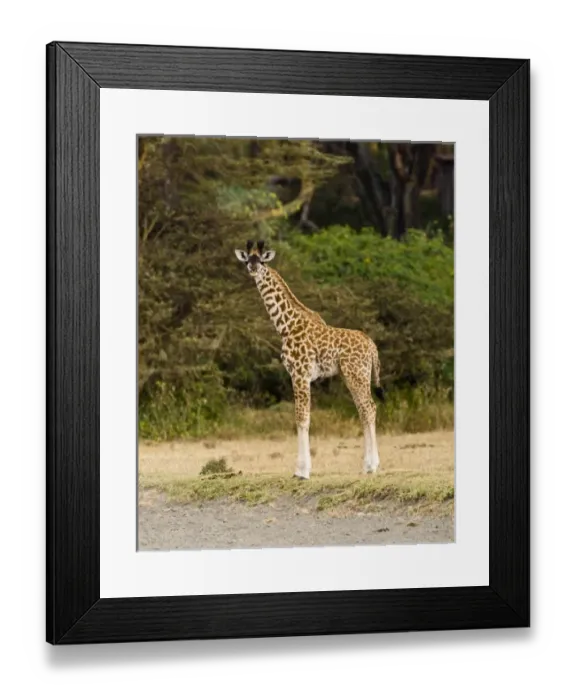Framed Print : Africa, Kenya Framed Print : Africa, Kenya