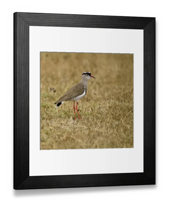 Framed Print : Africa, Kenya
