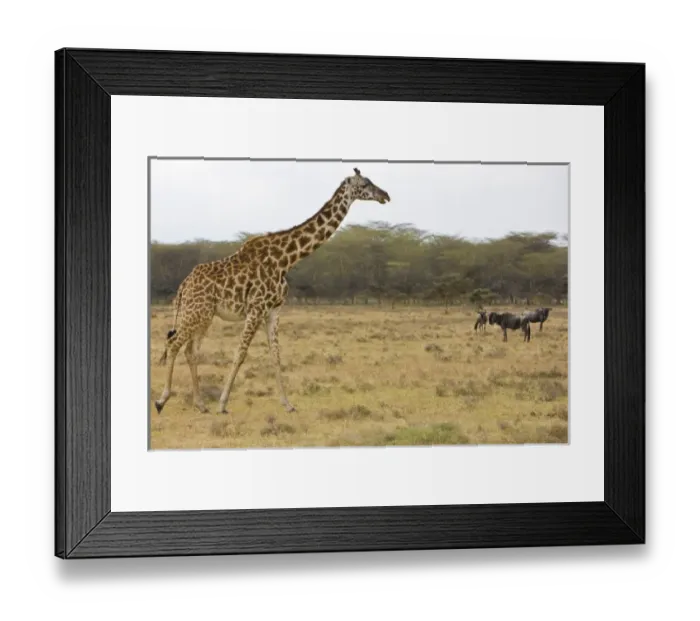 Framed Print : Africa, Kenya Framed Print : Africa, Kenya