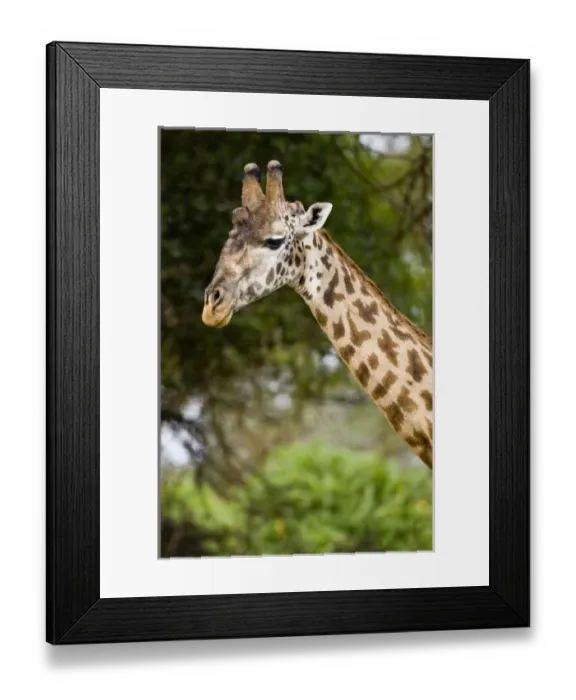 Framed Print : Africa, Kenya Framed Print : Africa, Kenya