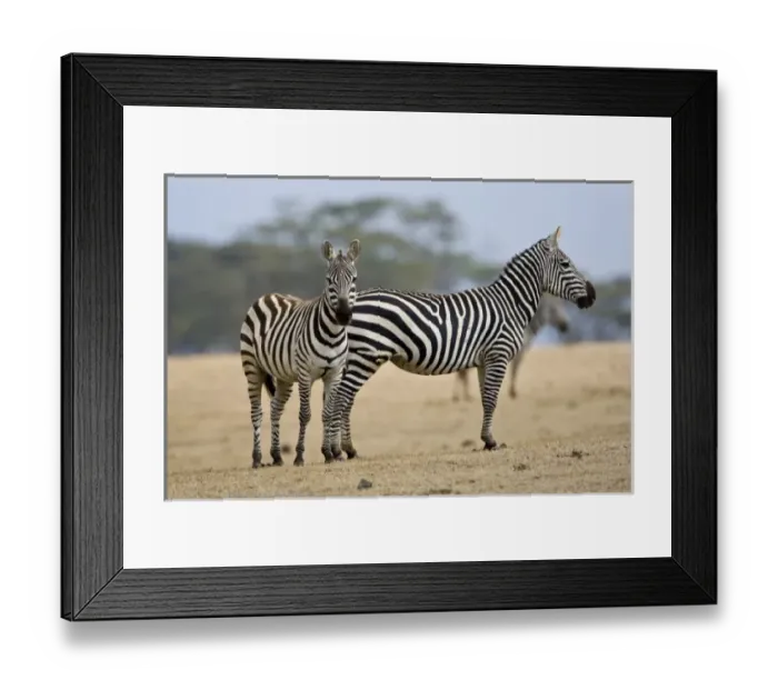 Framed Print : Africa. Kenya. Common or Burchells Zebras at Crescent Island, Lake Naivasha Framed Print : Africa. Kenya. Common or Burchells Zebras at Crescent Island, Lake Naivasha