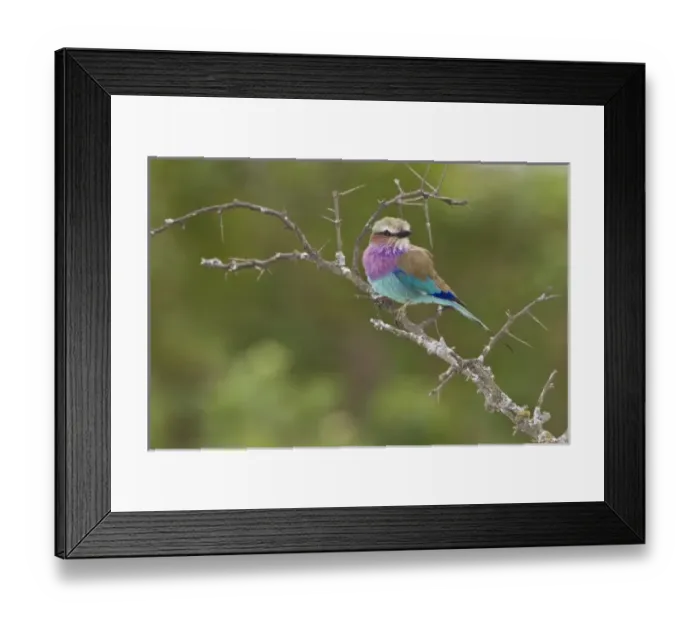 Framed Print : Africa, Kenya Framed Print : Africa, Kenya