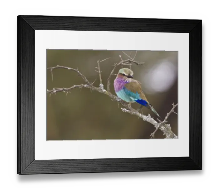 Framed Print : Africa, Kenya Framed Print : Africa, Kenya