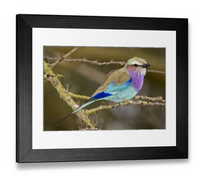 Framed Print : Africa, Kenya Framed Print : Africa, Kenya