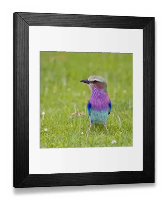 Framed Print : Unknown. Africa. Kenya. Lilac-breasted Roller at Lake Naivasha Framed Print : Unknown. Africa. Kenya. Lilac-breasted Roller at Lake Naivasha