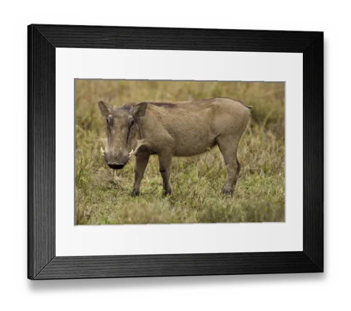 Framed Print : Africa, Kenya Framed Print : Africa, Kenya