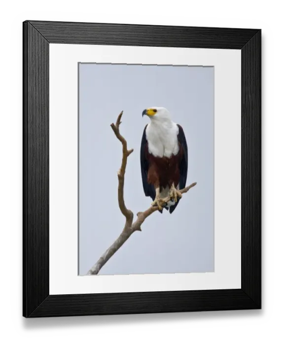 Framed Print : Africa. Kenya. African Fish Eagle at Lake Naivasha Framed Print : Africa. Kenya. African Fish Eagle at Lake Naivasha