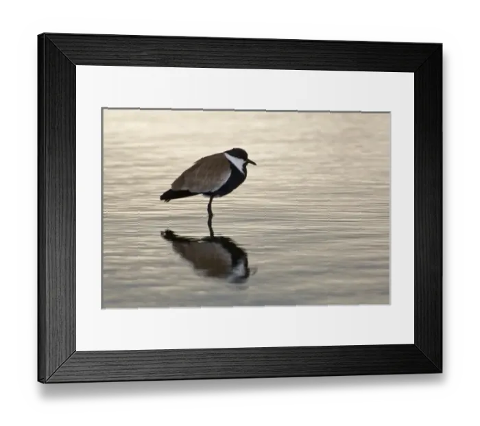 Framed Print : Africa. Kenya. Spur-winged Plover at Lake Naivasha Framed Print : Africa. Kenya. Spur-winged Plover at Lake Naivasha