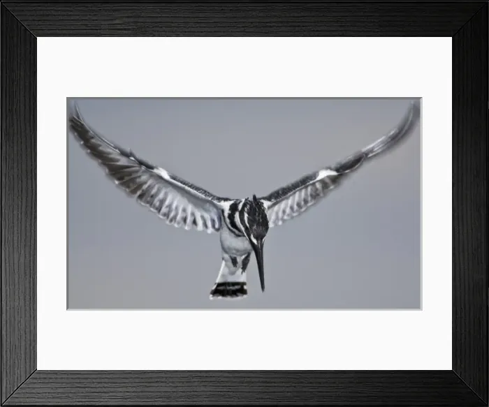Framed Print : Africa. Kenya. Pied Kingfisher at Lake Naivasha Framed Print : Africa. Kenya. Pied Kingfisher at Lake Naivasha