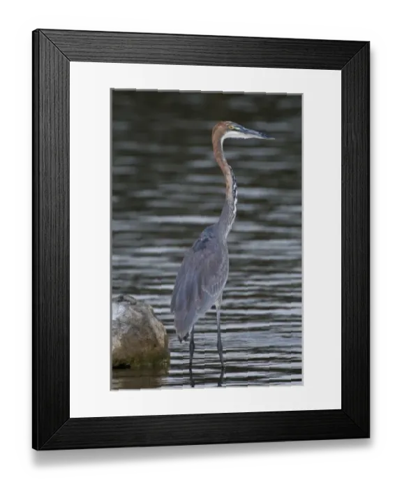 Framed Print : Africa. Kenya. Goliath Heron at Lake Naivasha Framed Print : Africa. Kenya. Goliath Heron at Lake Naivasha