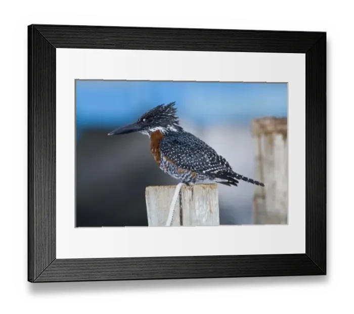 Framed Print : Africa. Kenya. Giant Kingfisher at Lake Naivasha