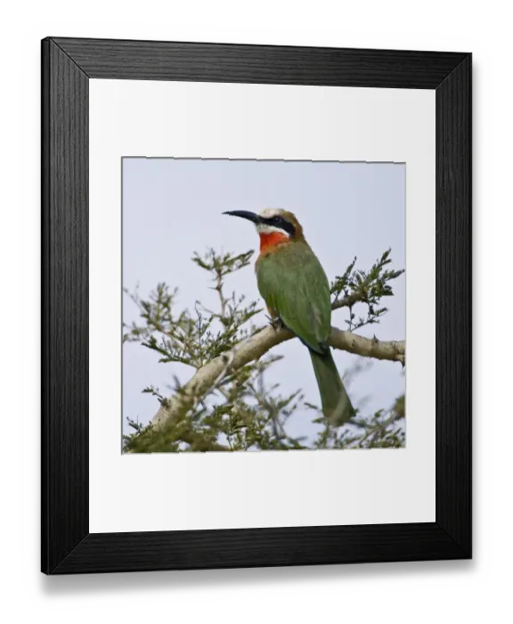 Framed Print : Africa, Kenya Framed Print : Africa, Kenya