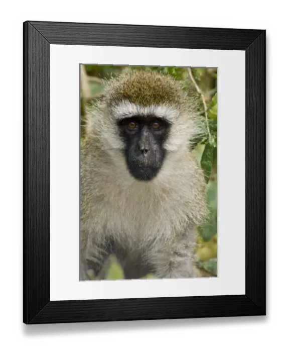 Framed Print : Africa, Kenya Framed Print : Africa, Kenya