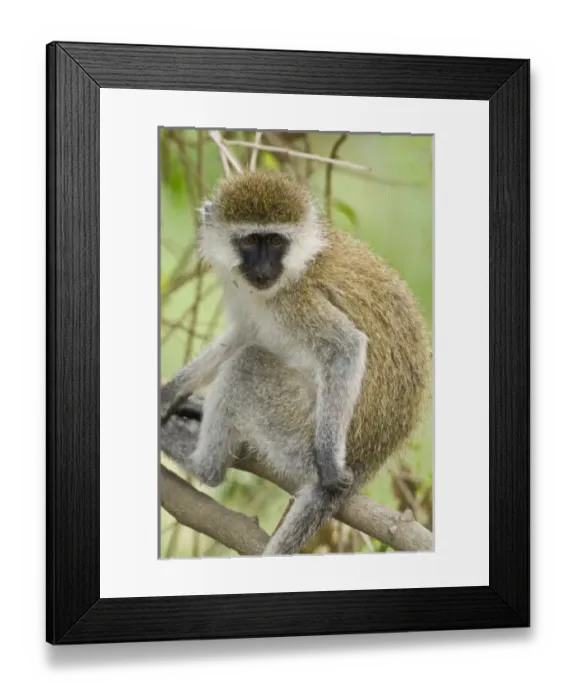Framed Print : Africa, Kenya Framed Print : Africa, Kenya
