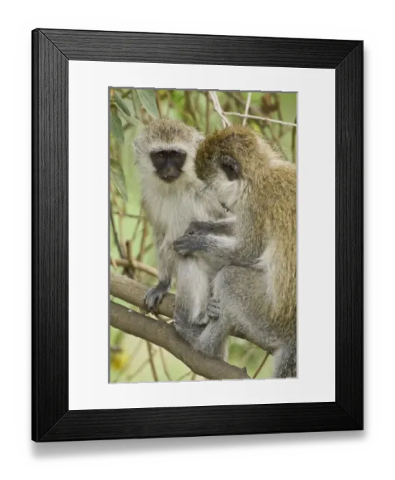 Framed Print : Africa, Kenya Framed Print : Africa, Kenya