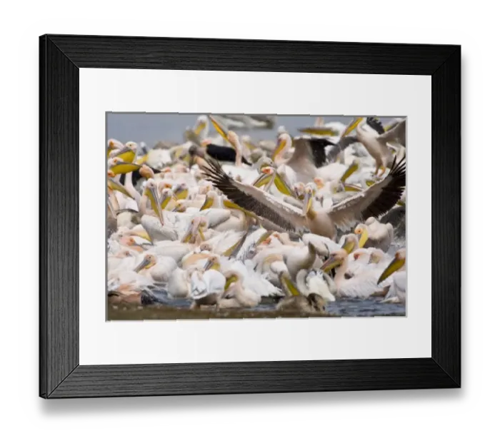 Framed Print : Africa, Kenya Framed Print : Africa, Kenya