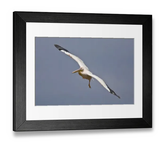 Framed Print : Africa. Kenya. White Pelican in flight at Lake Nakuru Framed Print : Africa. Kenya. White Pelican in flight at Lake Nakuru