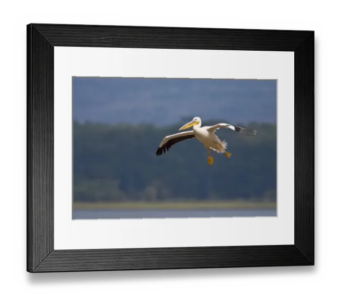 Framed Print : Africa. Kenya. White Pelican in flight at Lake Nakuru Framed Print : Africa. Kenya. White Pelican in flight at Lake Nakuru