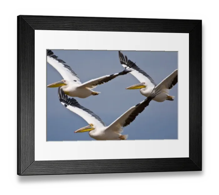 Framed Print : Africa. Kenya. White Pelicans in flight at Lake Nakuru Framed Print : Africa. Kenya. White Pelicans in flight at Lake Nakuru