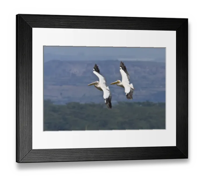 Framed Print : Africa. Kenya. White Pelicans in flight at Lake Nakuru