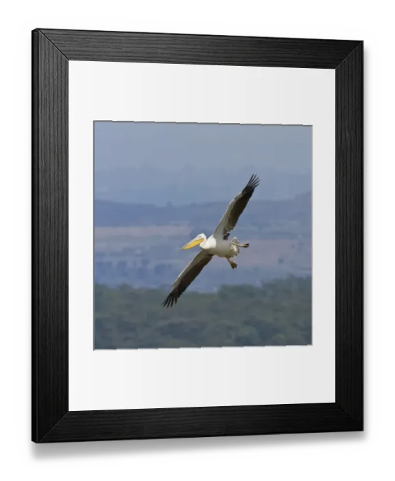Framed Print : Africa. Kenya. White Pelican in flight at Lake Nakuru