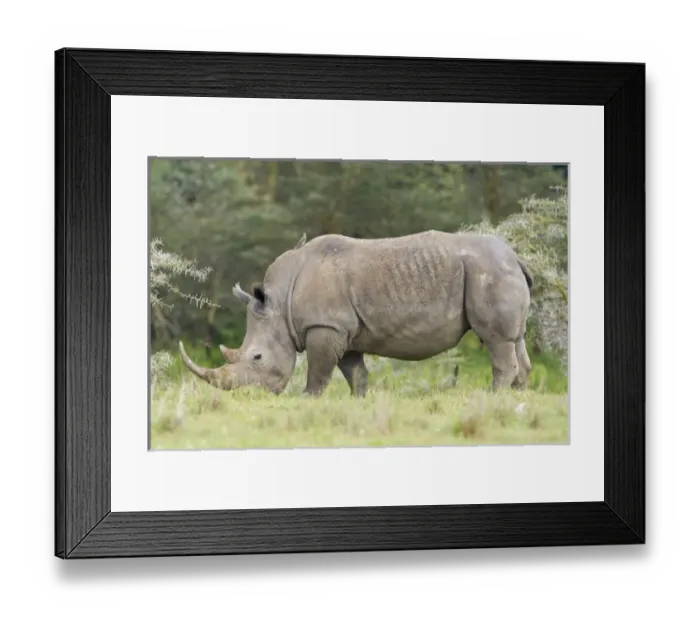Framed Print : Africa, Kenya Framed Print : Africa, Kenya