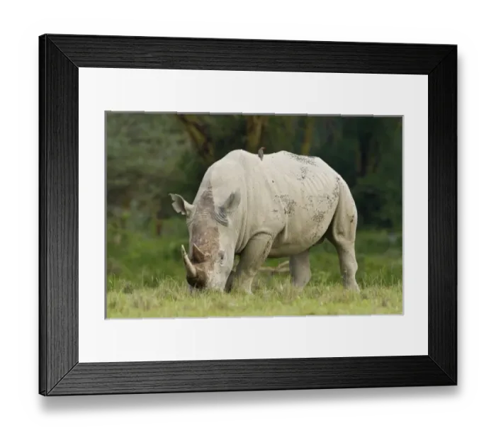 Framed Print : Africa, Kenya Framed Print : Africa, Kenya