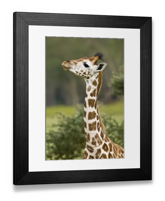 Framed Print : Africa, Kenya Framed Print : Africa, Kenya