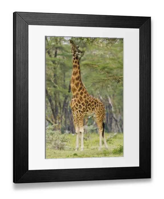 Framed Print : Africa, Kenya Framed Print : Africa, Kenya