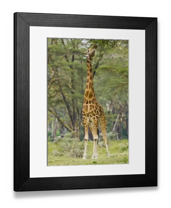 Framed Print : Africa, Kenya Framed Print : Africa, Kenya
