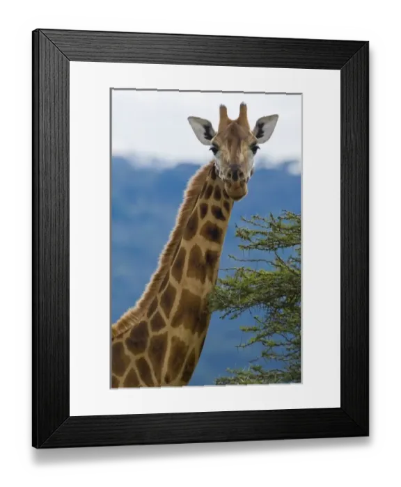 Framed Print : Africa. Kenya. Rothschilds Giraffe at Lake Nakuru NP