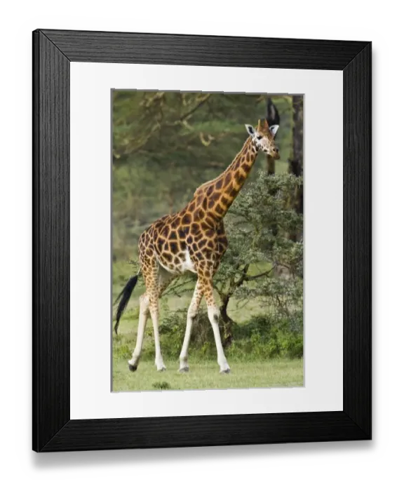 Framed Print : Africa, Kenya Framed Print : Africa, Kenya