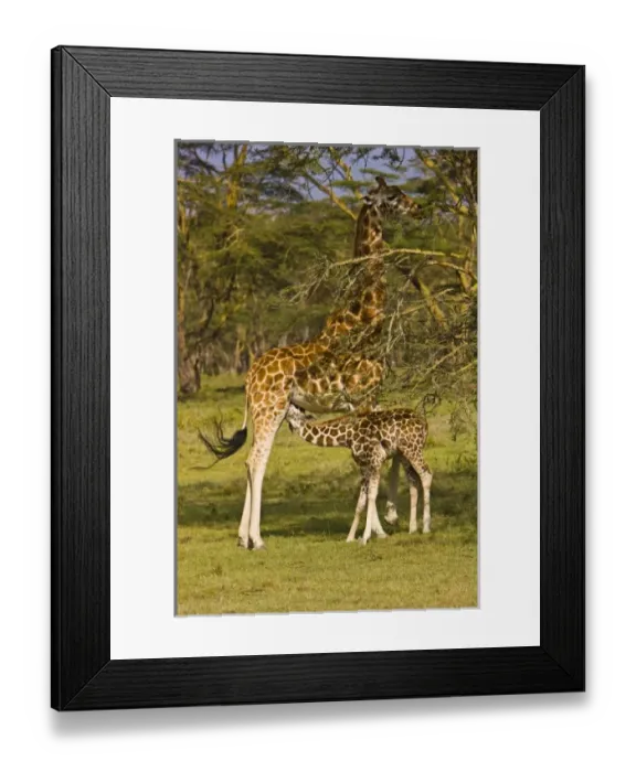 Framed Print : Africa, Kenya Framed Print : Africa, Kenya
