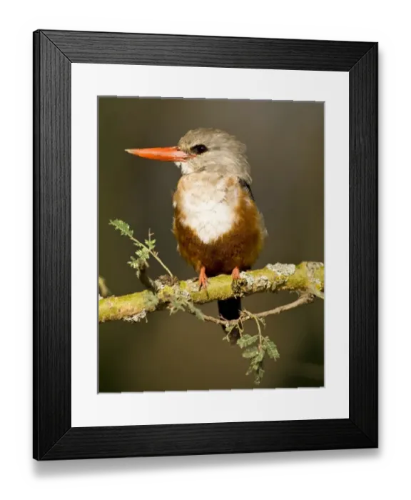 Framed Print : Africa, Kenya Framed Print : Africa, Kenya