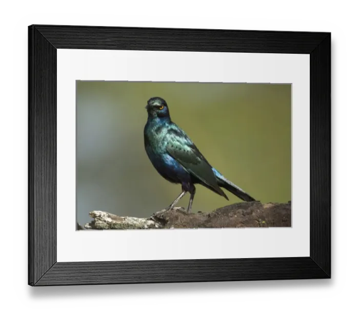 Framed Print : Africa. Kenya. Greater Blue-eared Starling at Lake Nakuru NP Framed Print : Africa. Kenya. Greater Blue-eared Starling at Lake Nakuru NP