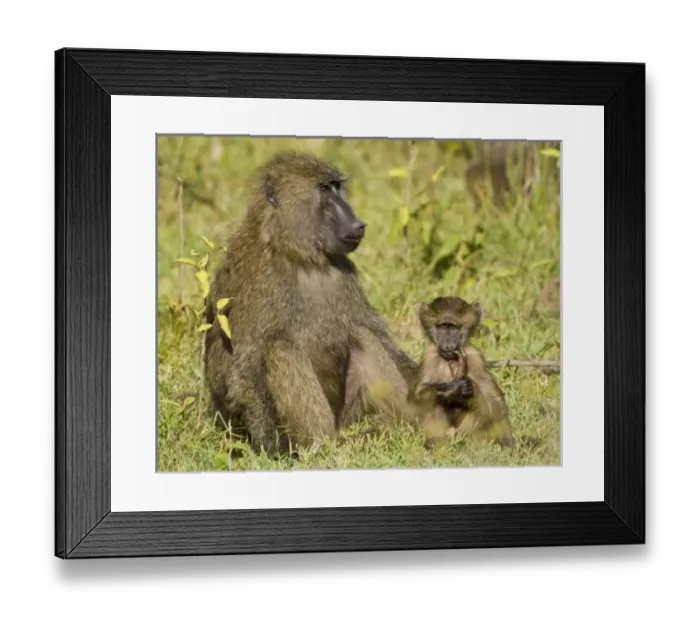 Framed Print : Africa, Kenya Framed Print : Africa, Kenya