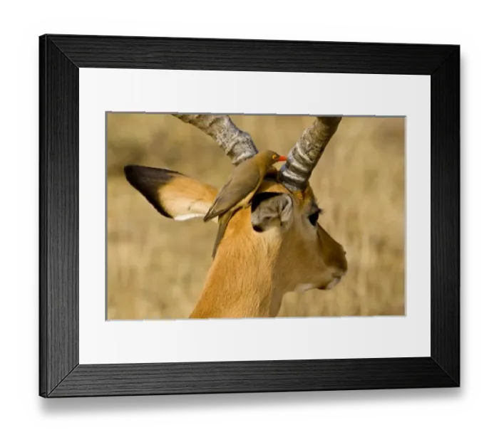 Framed Print : Africa, Kenya Framed Print : Africa, Kenya