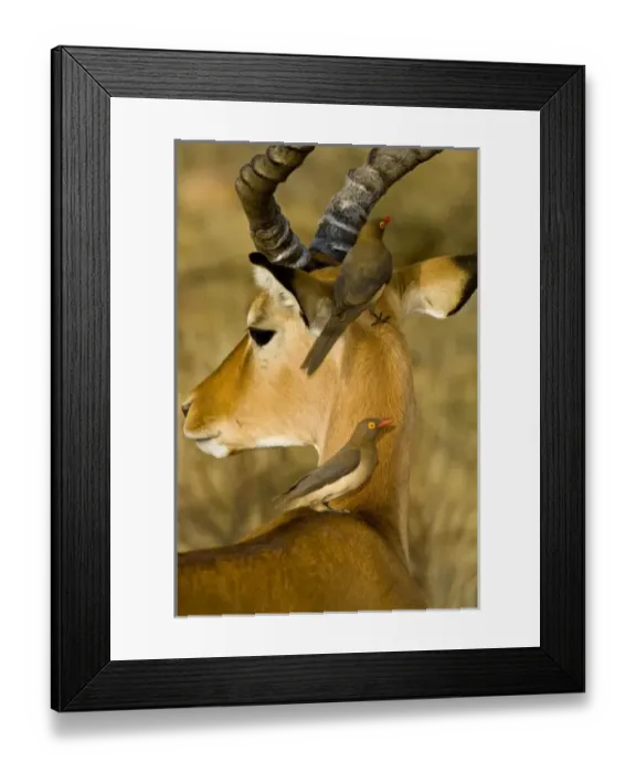 Framed Print : Africa, Kenya Framed Print : Africa, Kenya