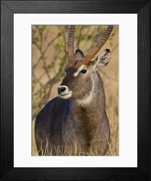 Framed Print : Africa, Kenya